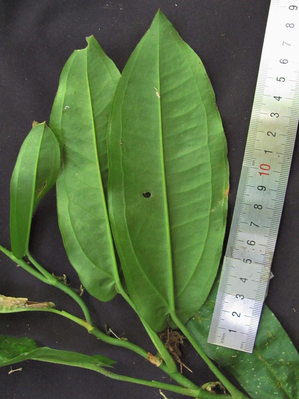 Anthurium flexile — houseplant care guide