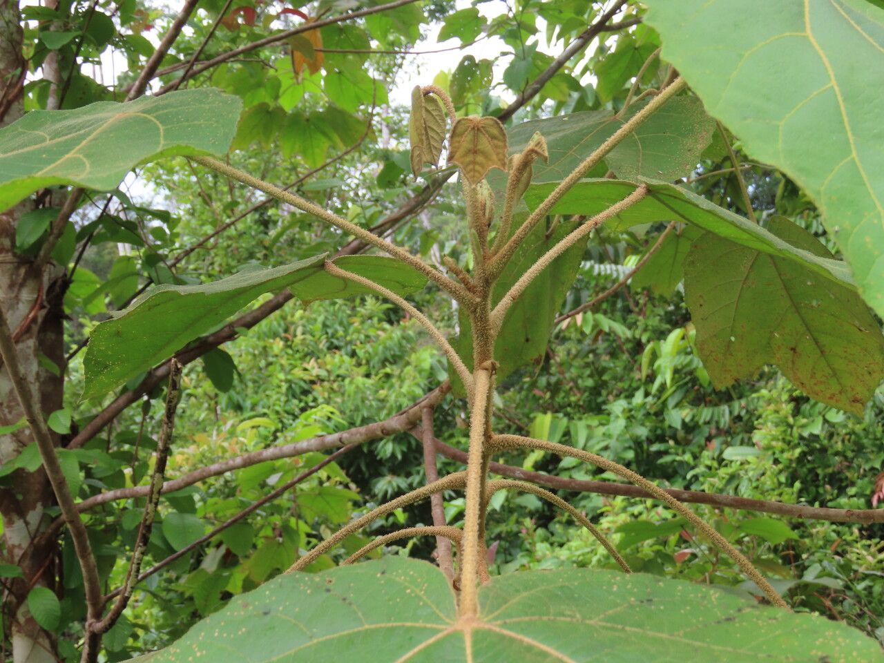 Croton smithianus — houseplant care guide