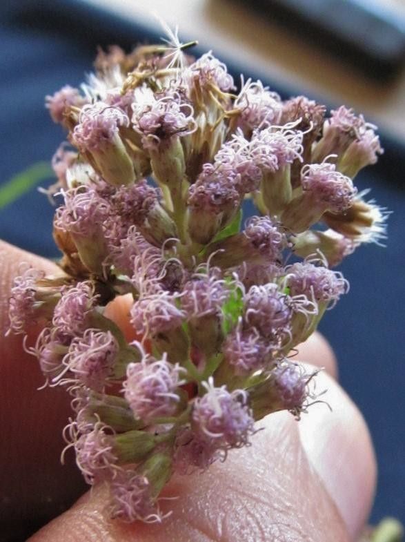 Ageratina pichinchensis — search result for 'Ageratina'