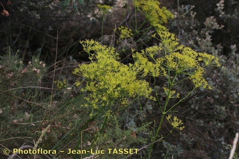 Ferulago granatensis habit