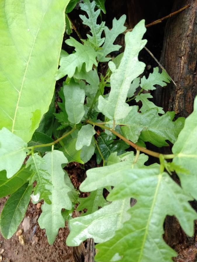 Ficus ulmifolia — search result for 'Moraceae'