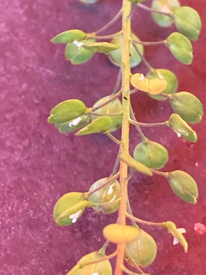 Lepidium perfoliatum fruit