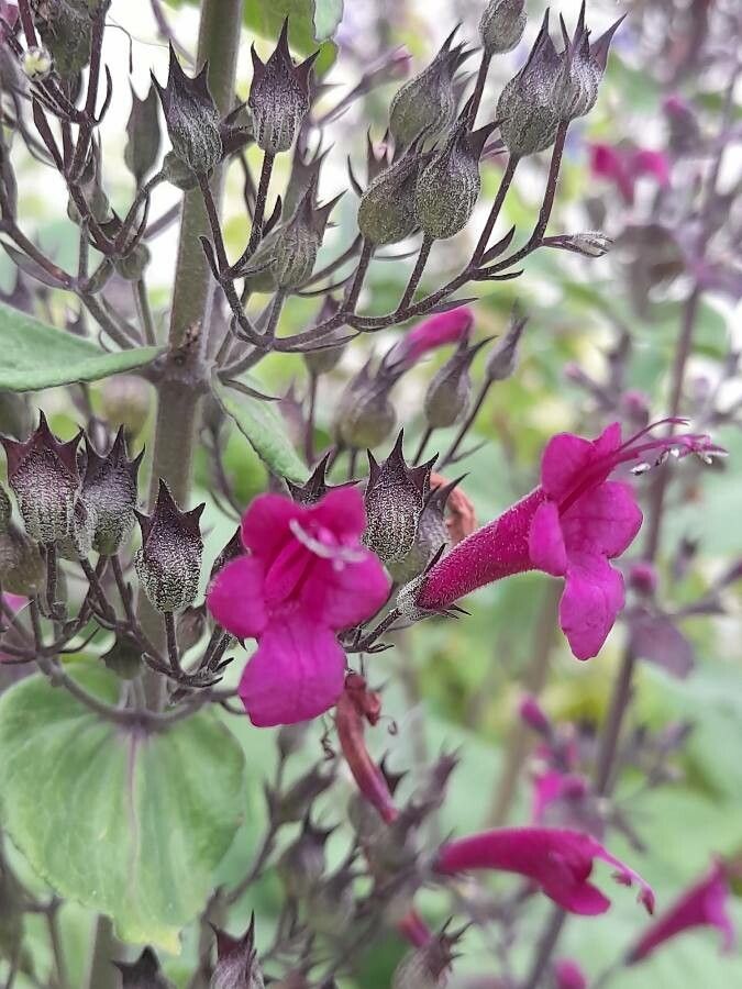 Lepechinia hastata flower