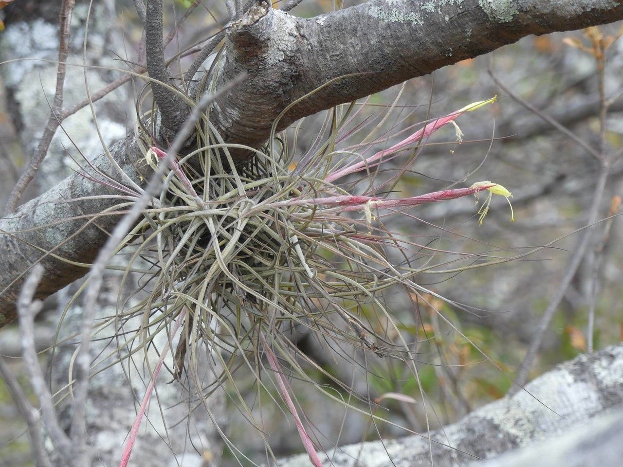 Tillandsia schiedeana habit
