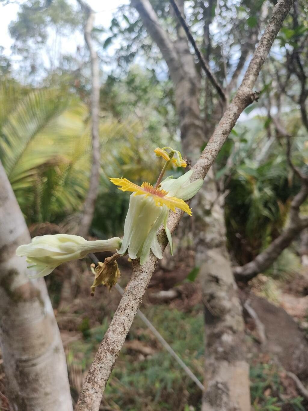 Passiflora maguirei habit