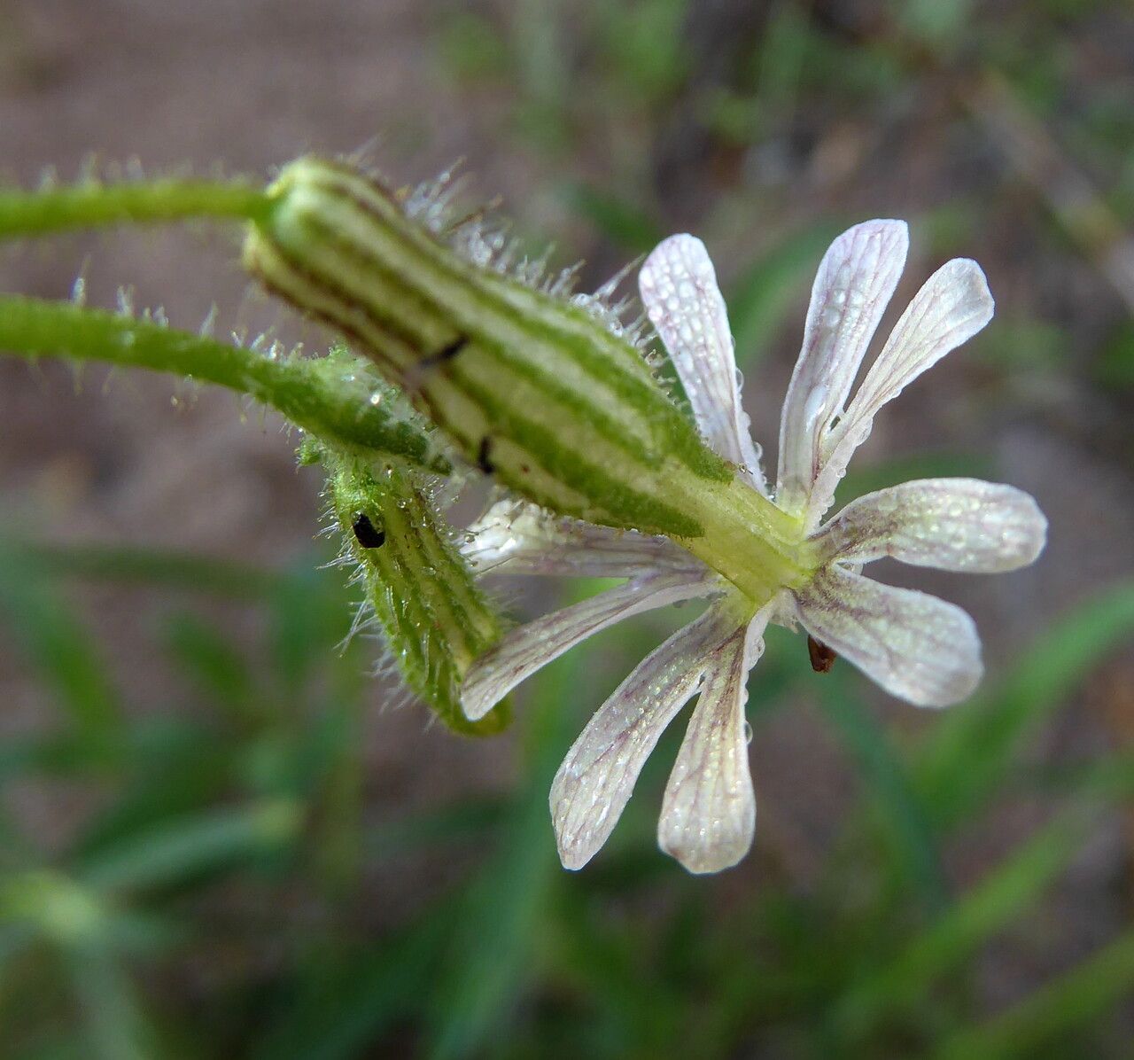 Silene nicaeensis flower