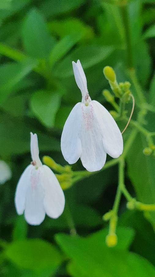 Rhinacanthus nasutus flower
