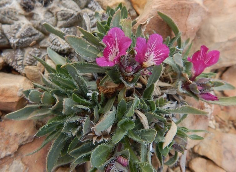 Stenandrium barbatum habit