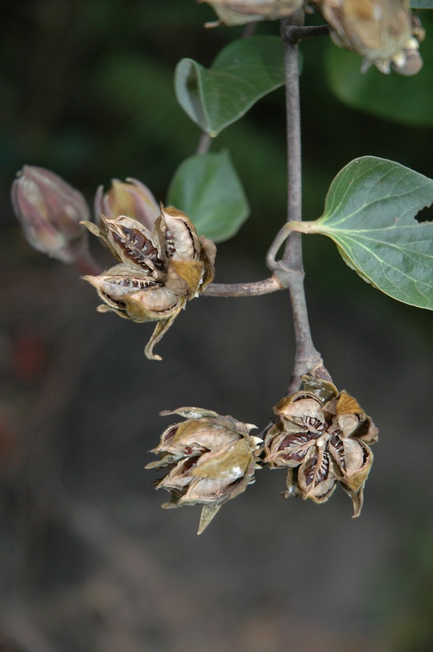 Hibiscus tiliaceus fruit