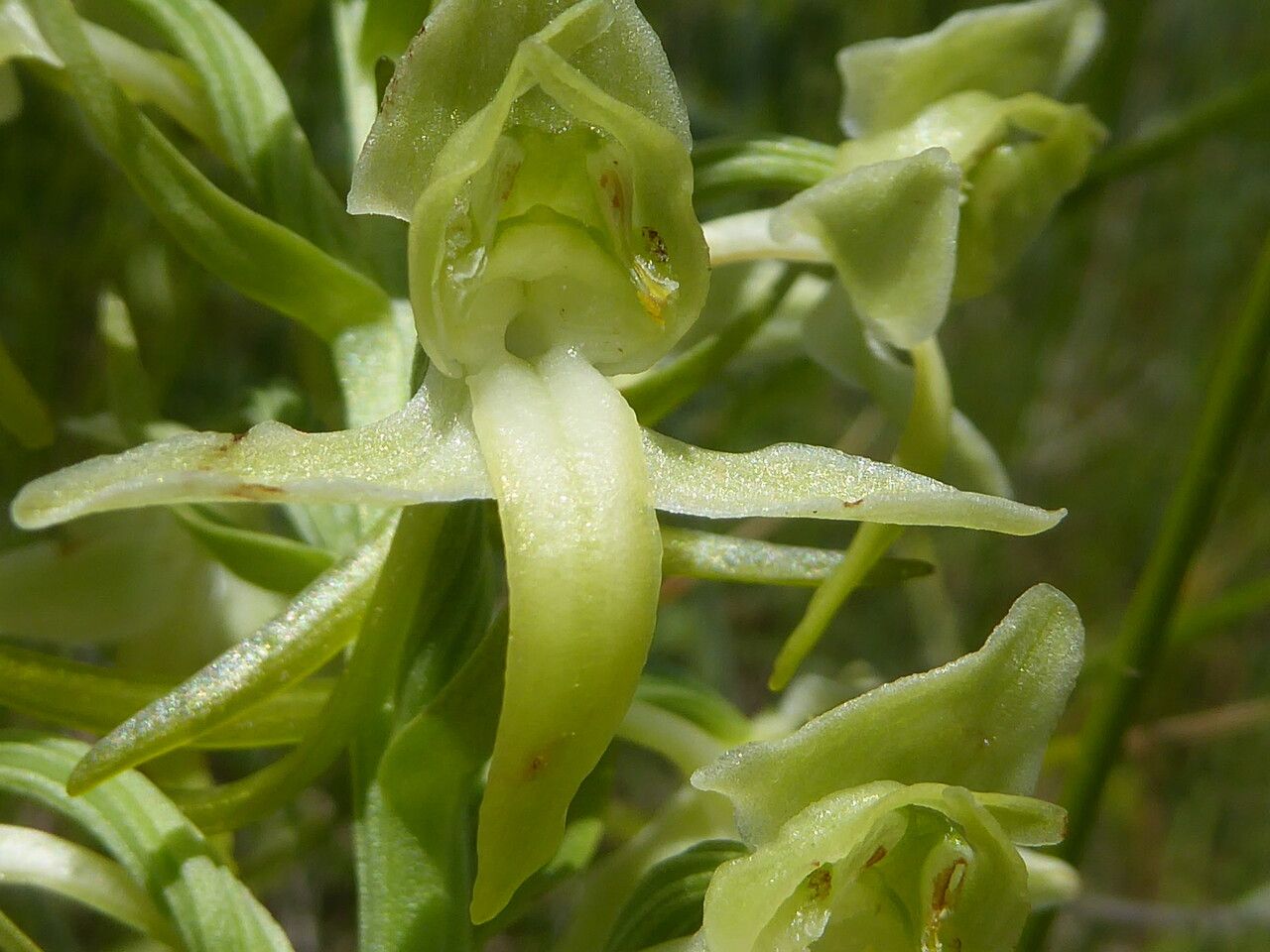 Platanthera algeriensis flower
