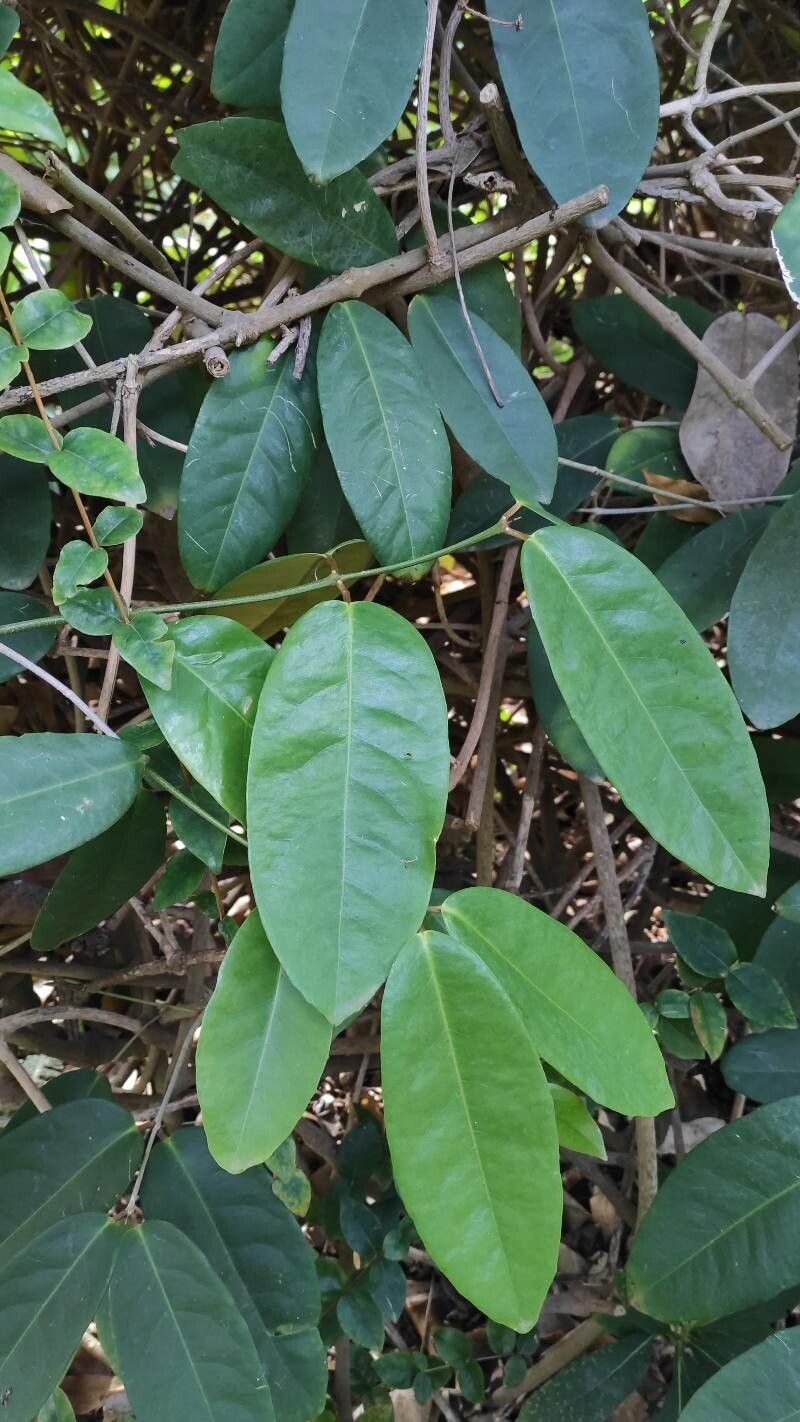 Heteropterys chrysophylla — related species from the same genus