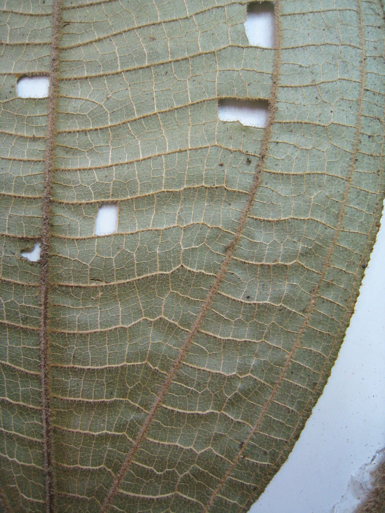 Miconia diaphanea other