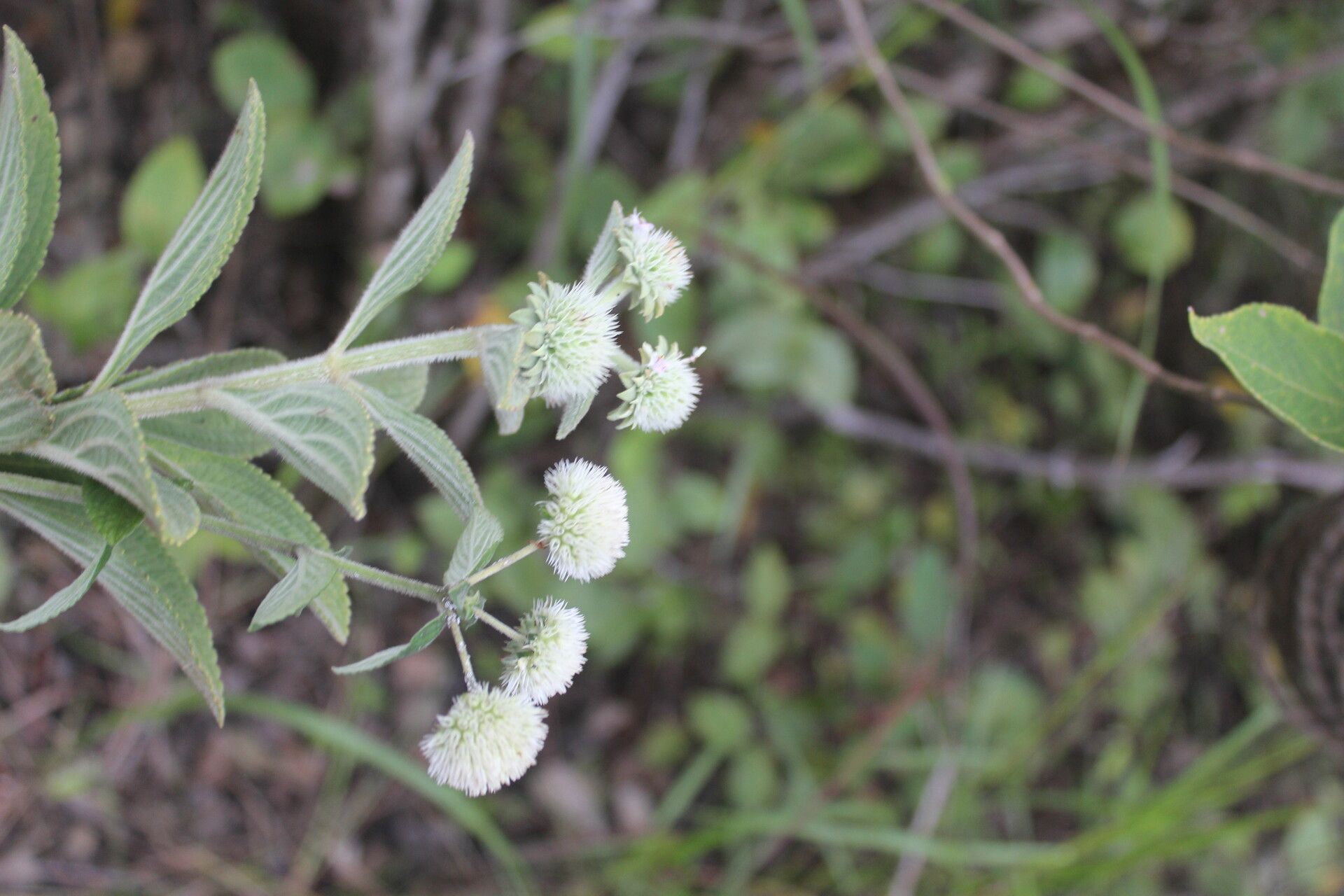 Hyptis brachiata flower