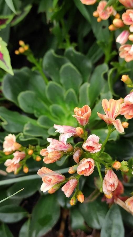 Lewisia cotyledon habit