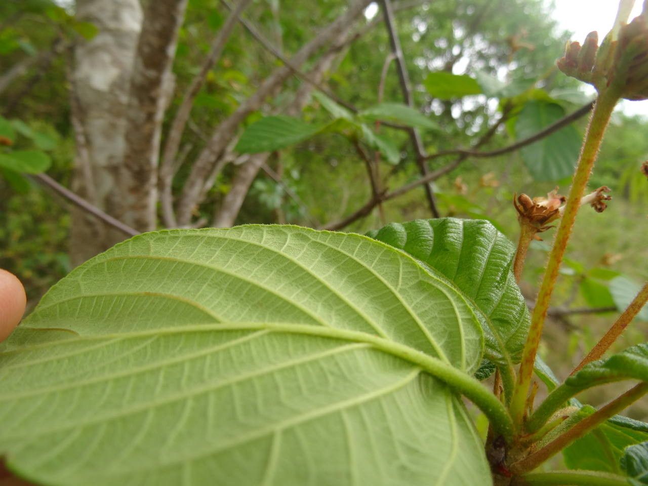 Guettarda scabra — search result for 'Rubiaceae'