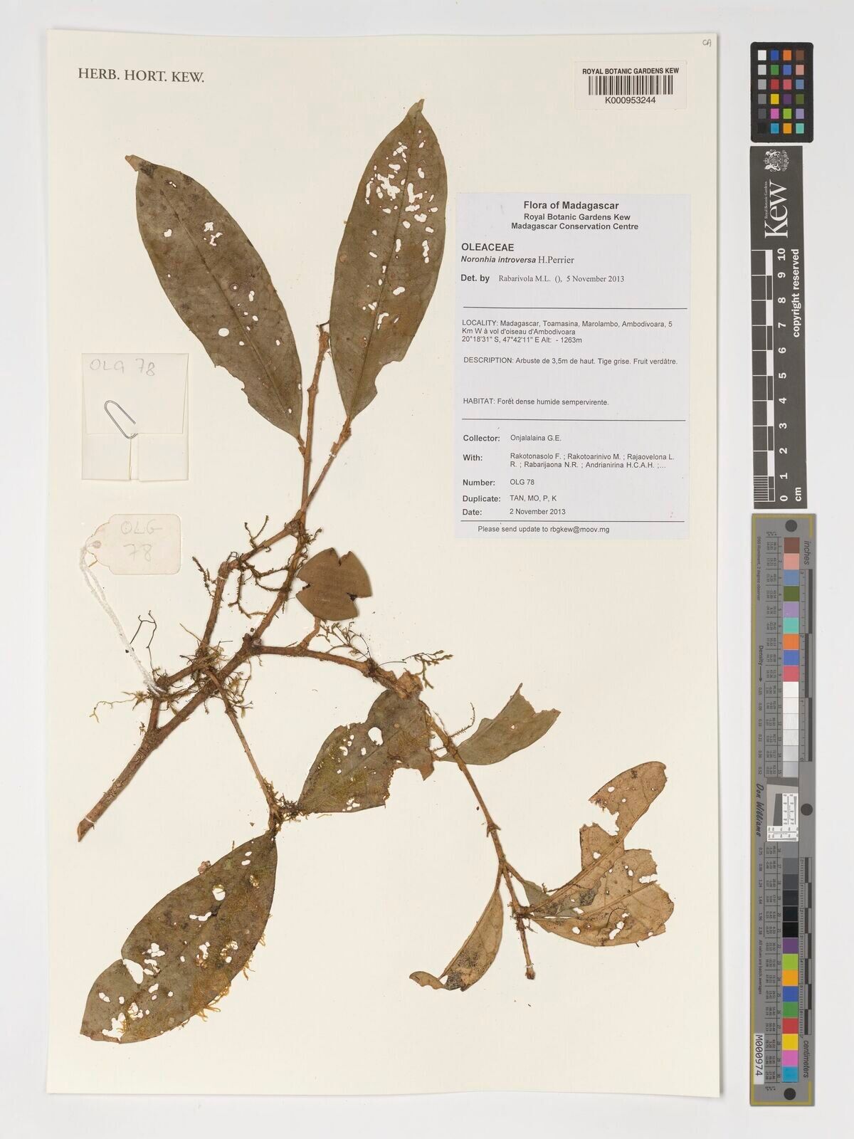 Noronhia introversa — search result for 'Noronhia'