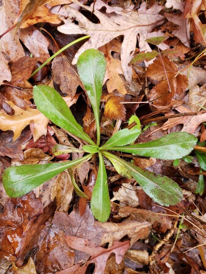 Chrysopsis mariana — search result for 'Aster'