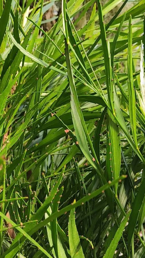 Phyllanthus angustifolius — search result for 'Phyllanthaceae'