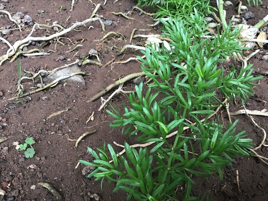 Semele androgyna — houseplant care guide