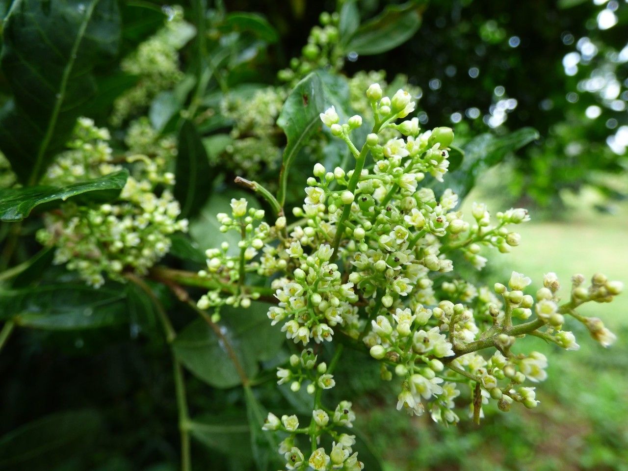 Schinus terebinthifolius flower