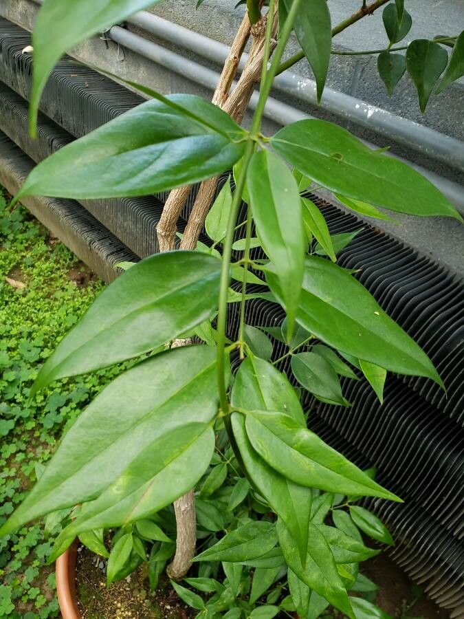 Jasminum simplicifolium — search result for 'Jasminum'