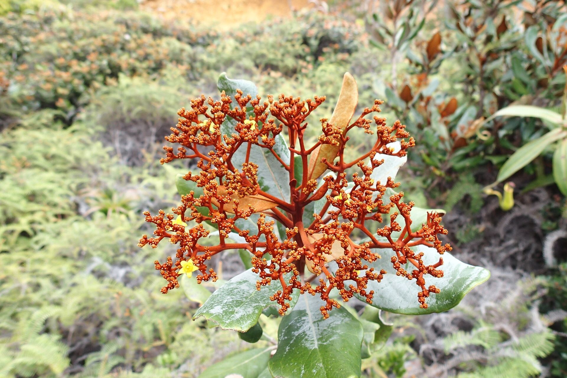 Argophyllum ellipticum habit