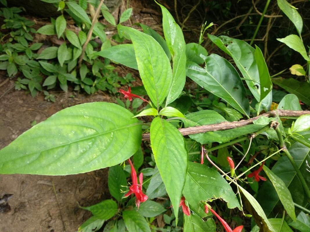 Anisacanthus secundus — related species from the same genus