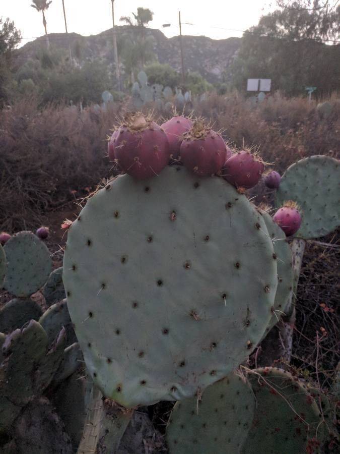 Opuntia robusta fruit