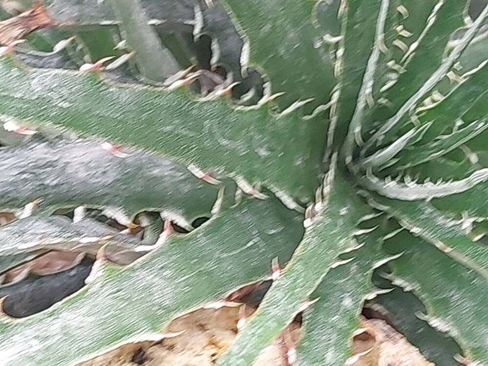 Hechtia montana leaf