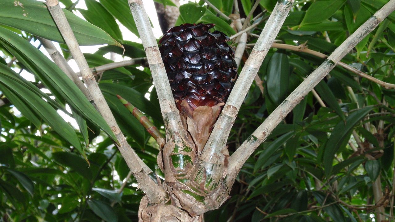 Tapeinochilos dahlii — related species from the same genus