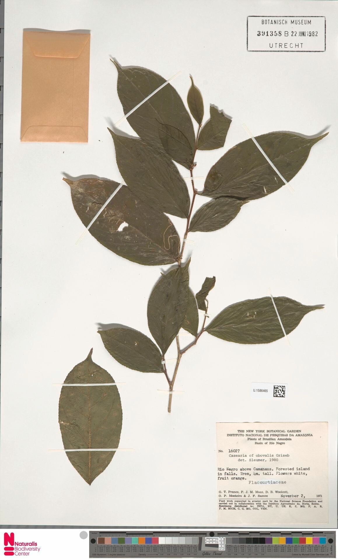 Casearia obovalis — houseplant care guide