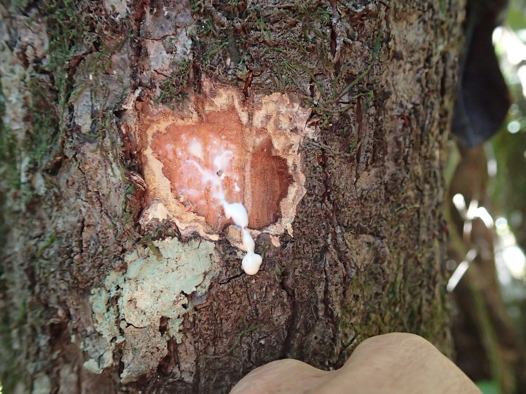 Planchonella endlicheri bark