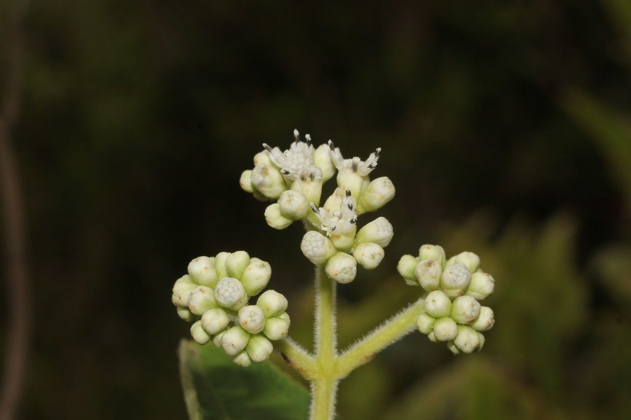Clibadium surinamense leaf
