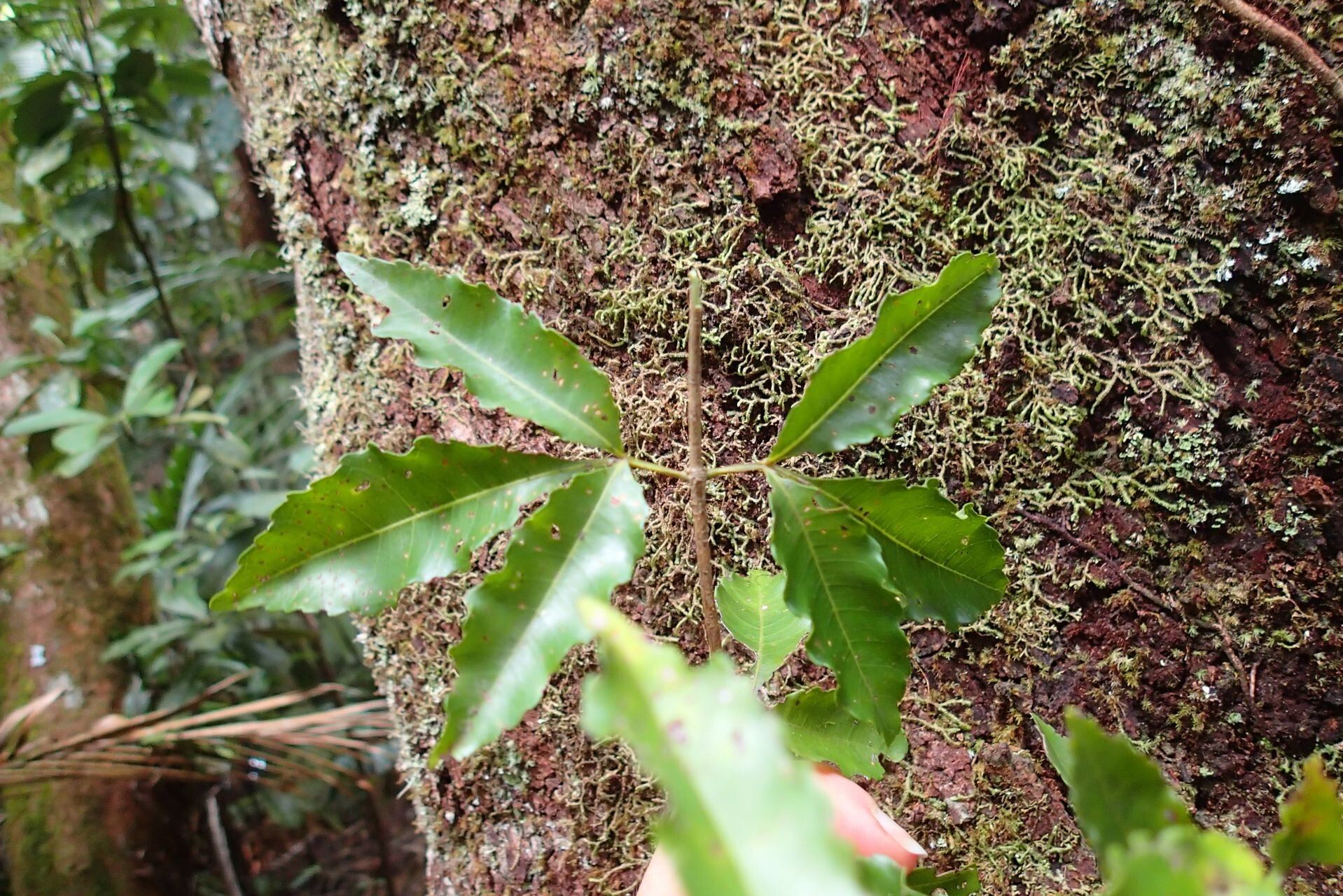 Pterophylla serrata — houseplant care guide