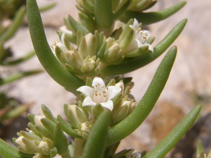 Villadia squamulosa flower