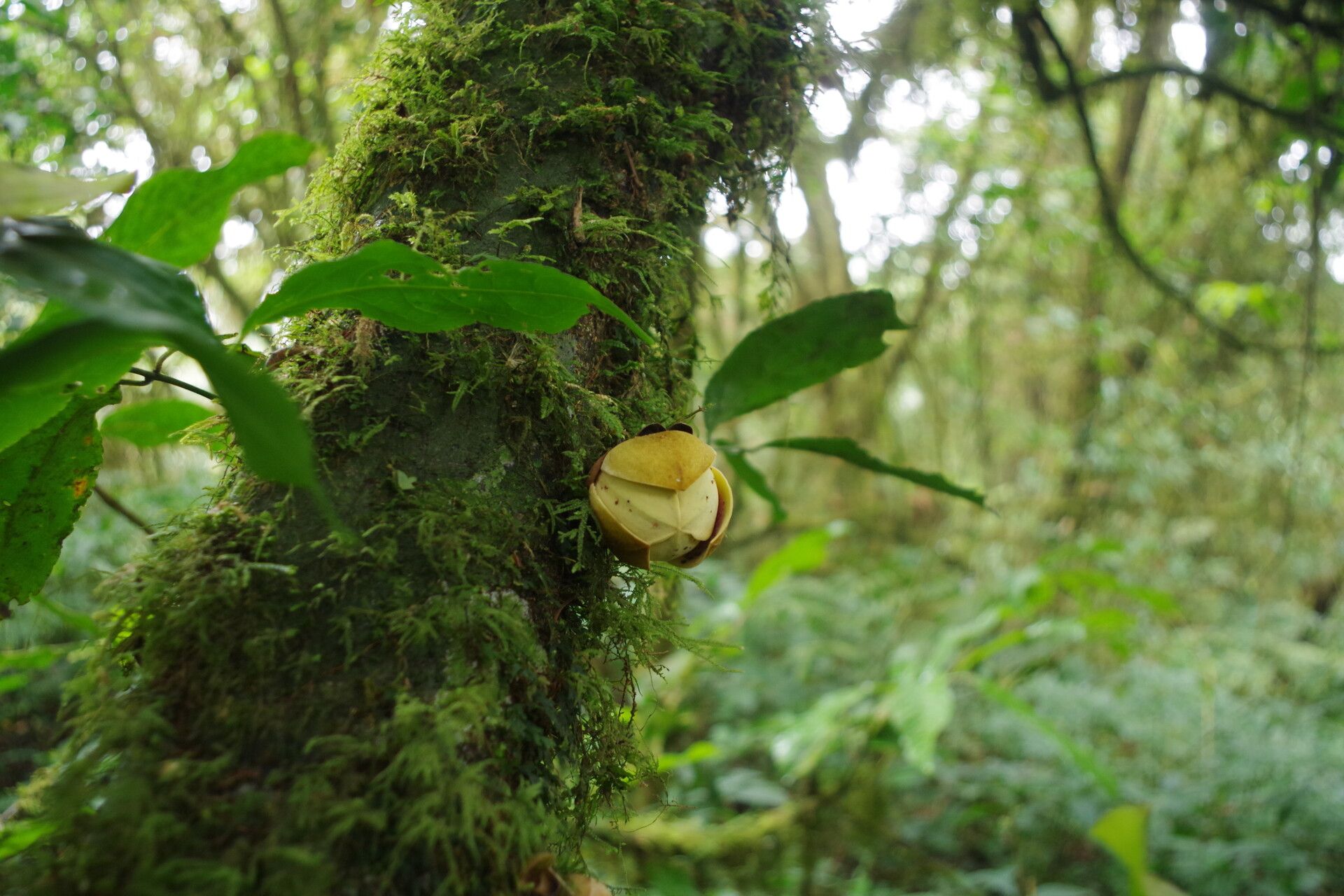 Uvariodendron fuscum flower