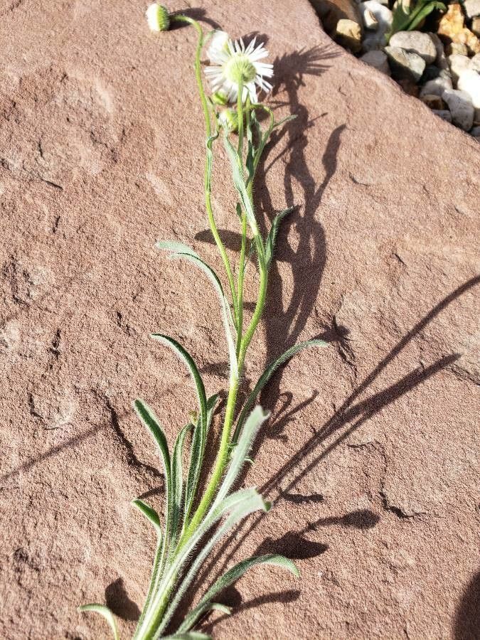 Erigeron neomexicanus — search result for 'Erigeron'
