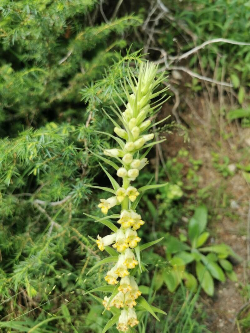 Digitalis viridiflora flower