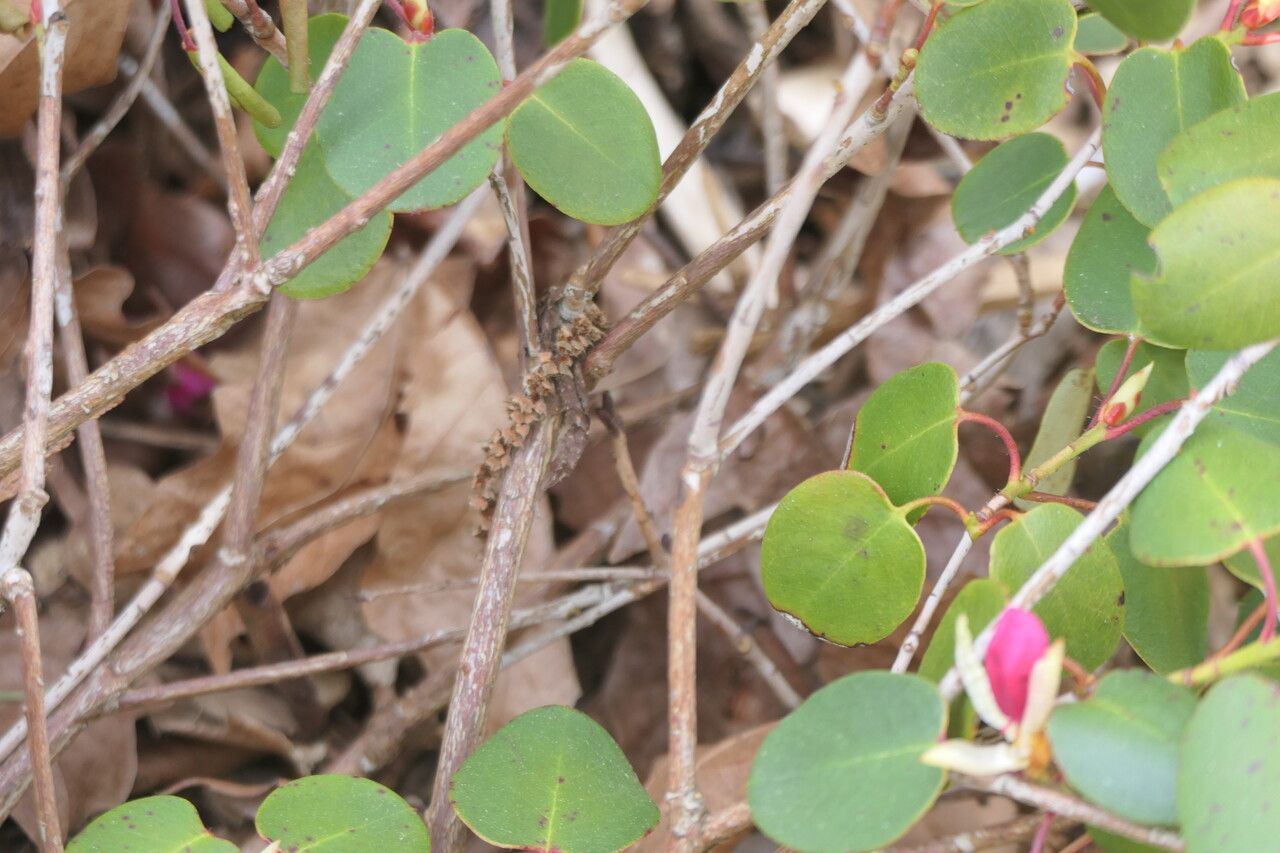 Rhododendron williamsianum bark