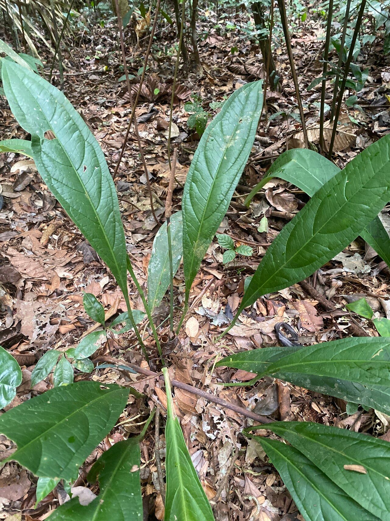 Anthurium atropurpureum — houseplant care guide