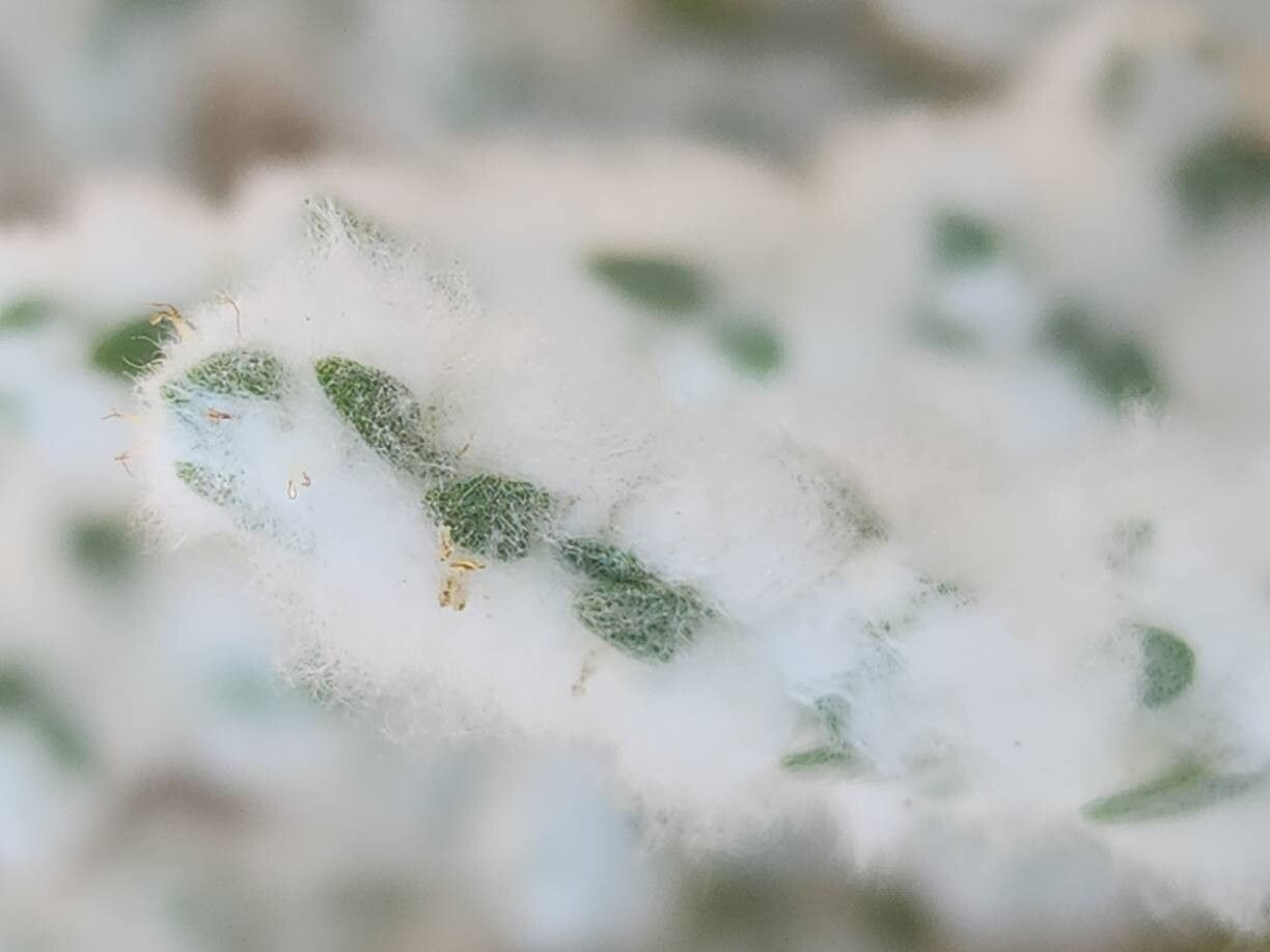 Bassia eriophora flower