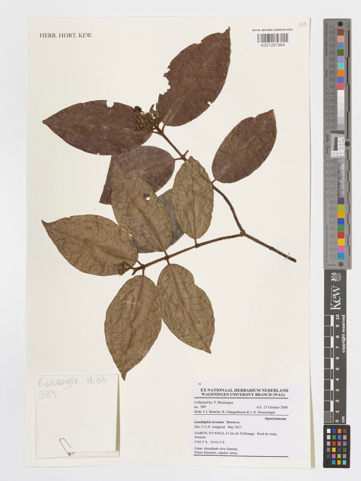 Landolphia lecomtei — houseplant care guide