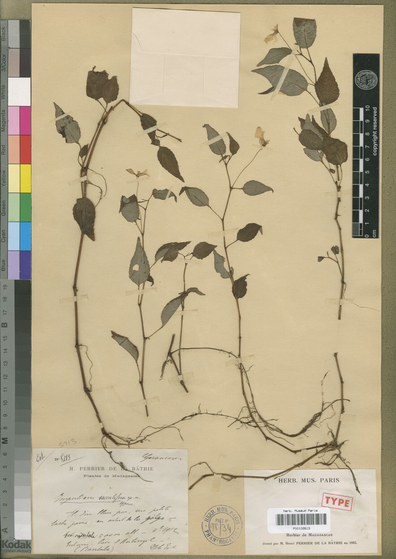 Impatiens sacculifera — houseplant care guide