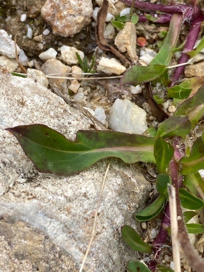 Pilosella glacialis — search result for 'Pilosella'