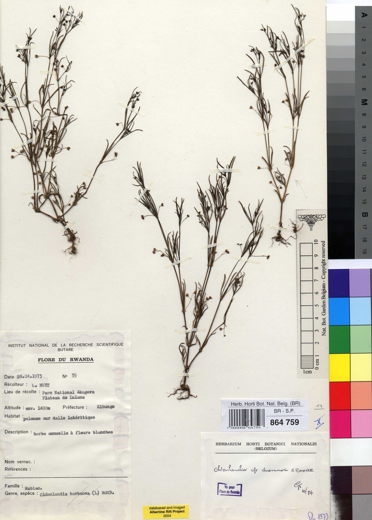 Oldenlandia duemmeri — related species from the same genus