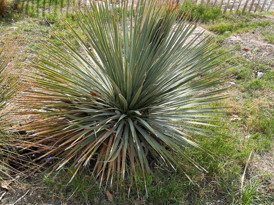 Dasylirion leiophyllum habit