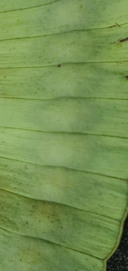 Entada leptostachya fruit