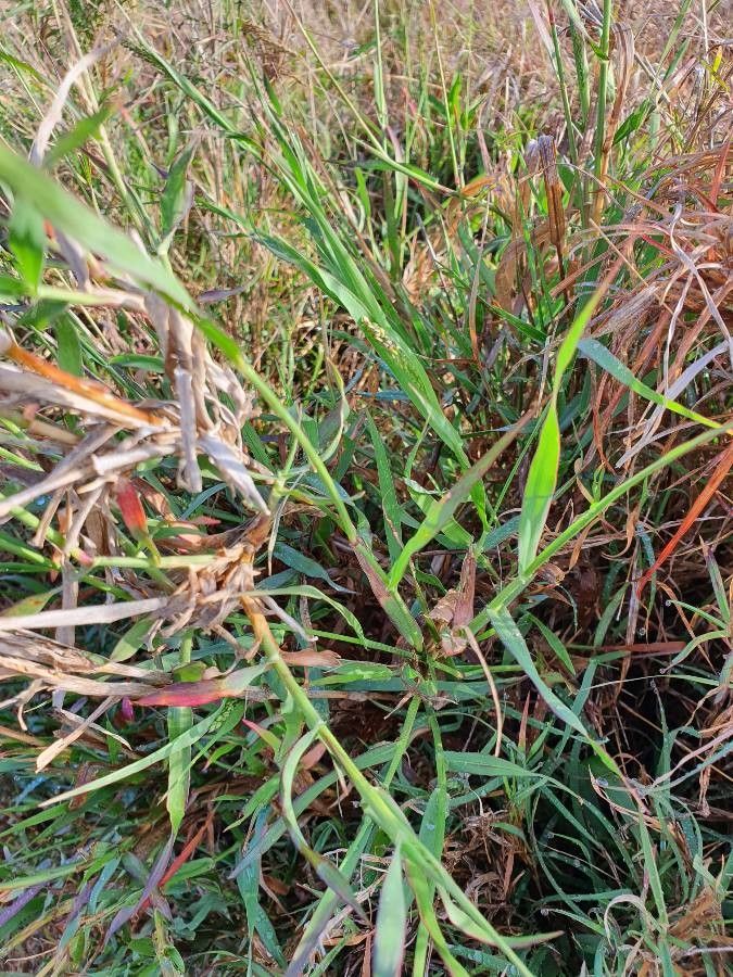 Panicum coloratum leaf