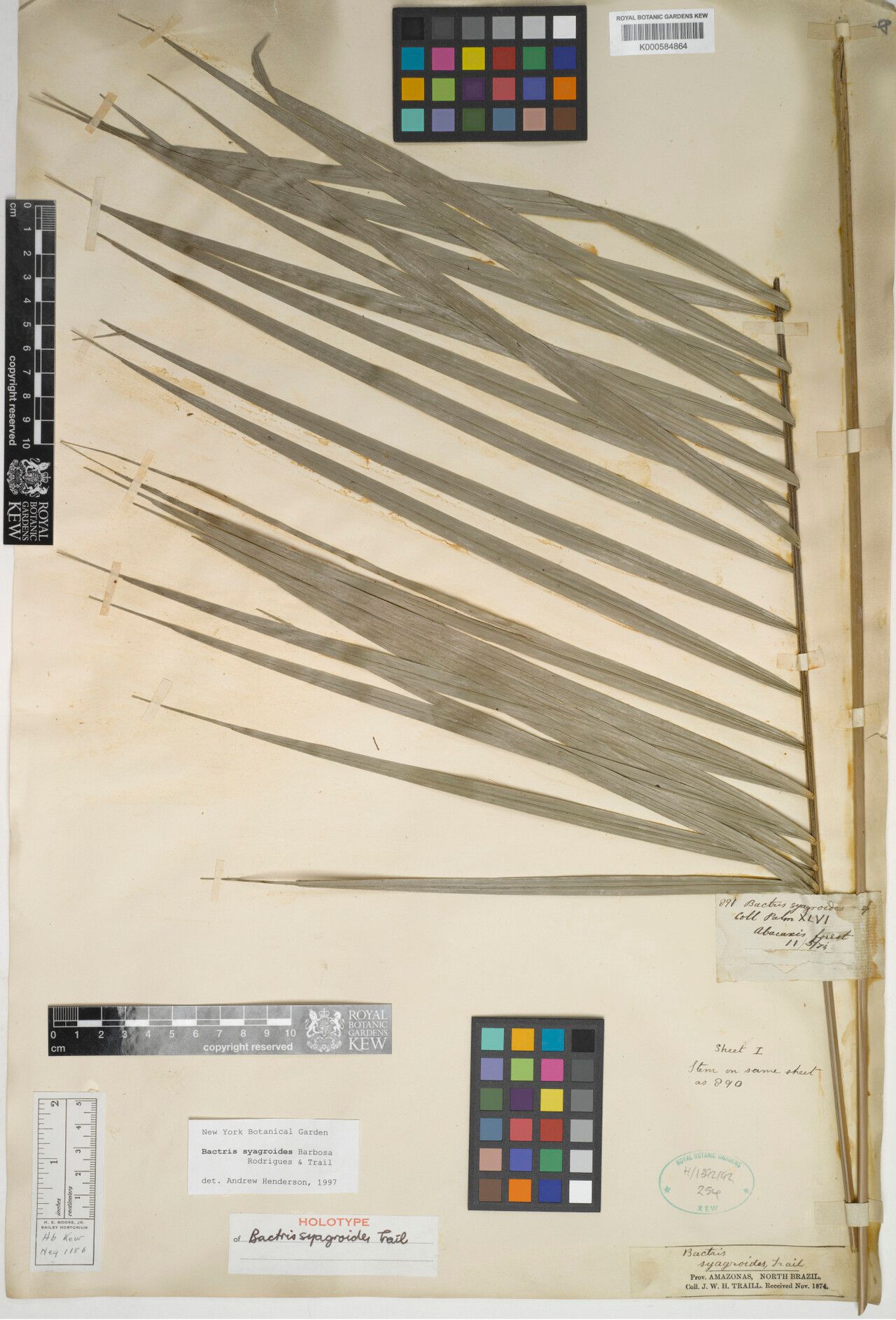 Bactris syagroides — houseplant care guide