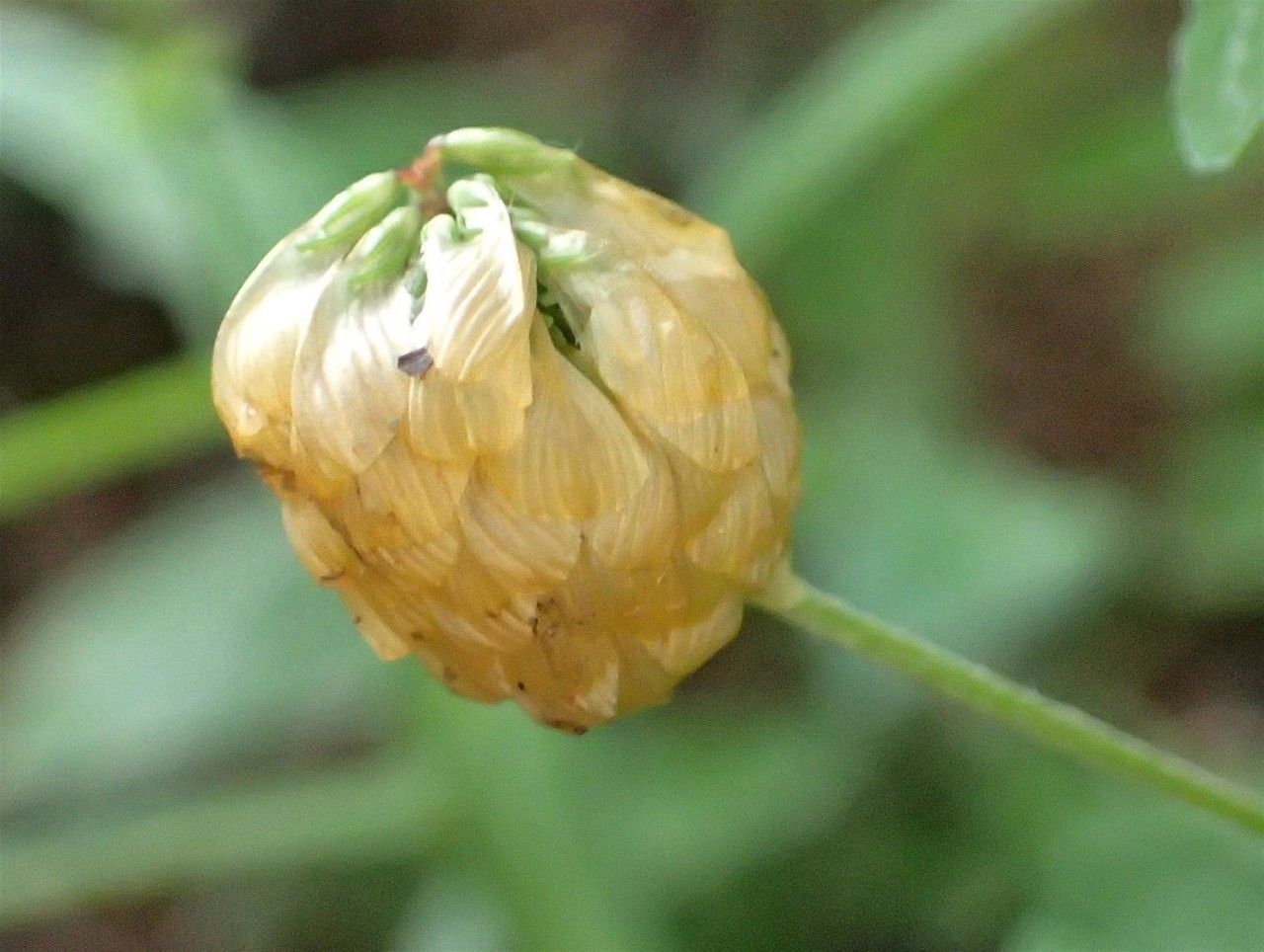 Trifolium aureum fruit